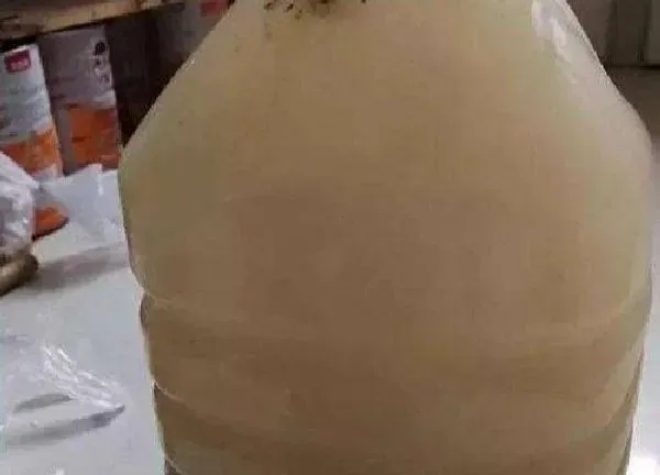 植物浇水|茉莉花可以浇淘米水吗
