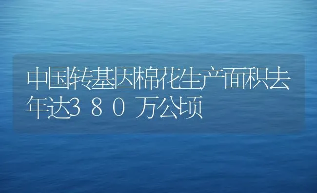 中国转基因棉花生产面积去年达380万公顷 | 粮油作物种植