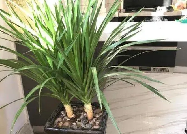 植物移栽|龙血树多久服盆