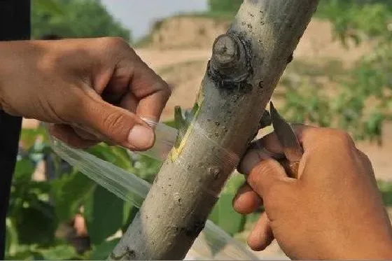 植物嫁接|核桃树嫁接时间和方法