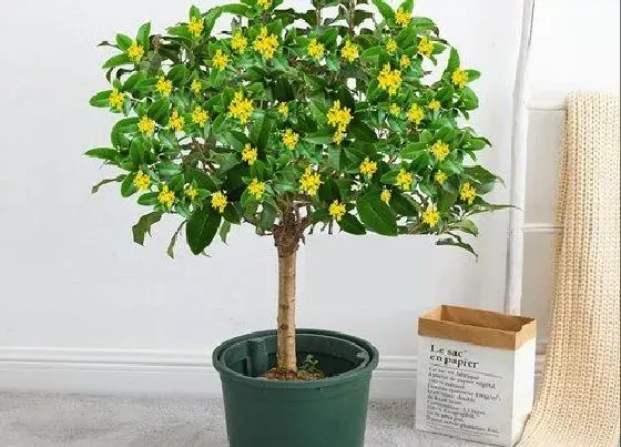 植物排行|珍稀桂花品种