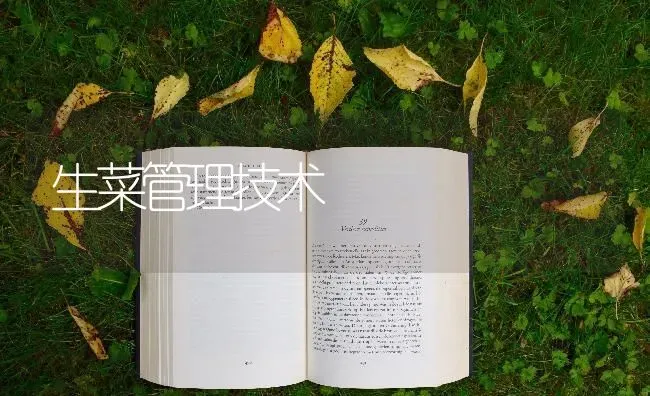 生菜管理技术 | 蔬菜种植