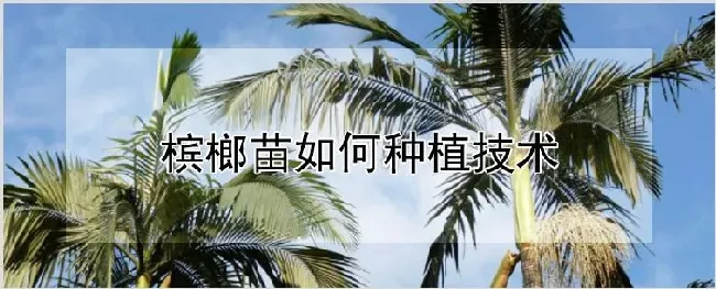 槟榔苗如何种植技术 | 自然知识