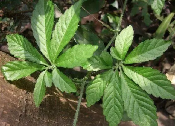 植物百科|绞股蓝在农村叫什么