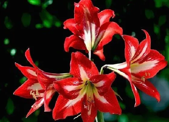 植物施肥|朱顶红喜肥吗 喜欢施什么肥料