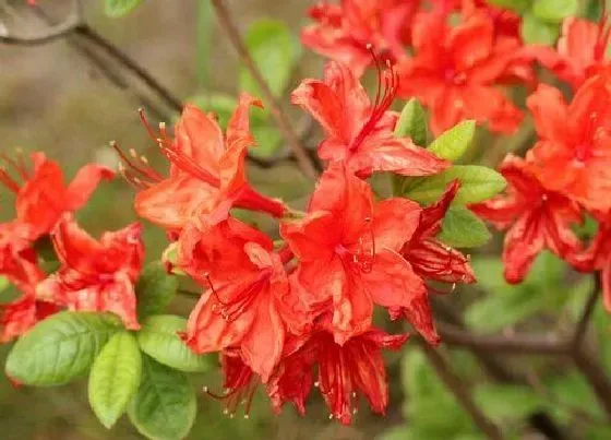 冬天植物|杜鹃花耐寒最低温度是多少（杜鹃花怕冷吗及冬天养护要点）
