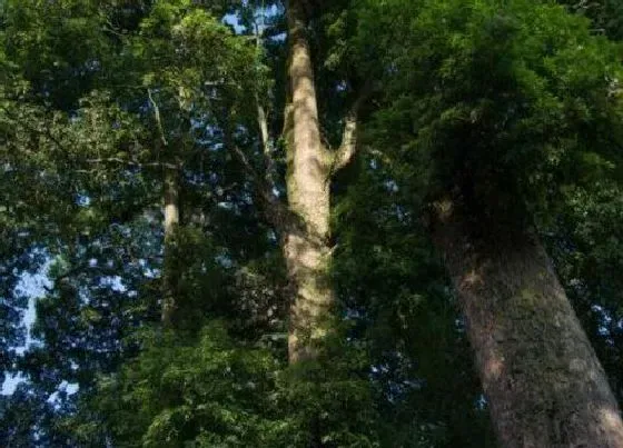 种植位置|金丝楠木可以种在院子里吗