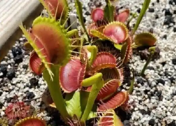 养殖方法|食蚊草怎么养殖方法