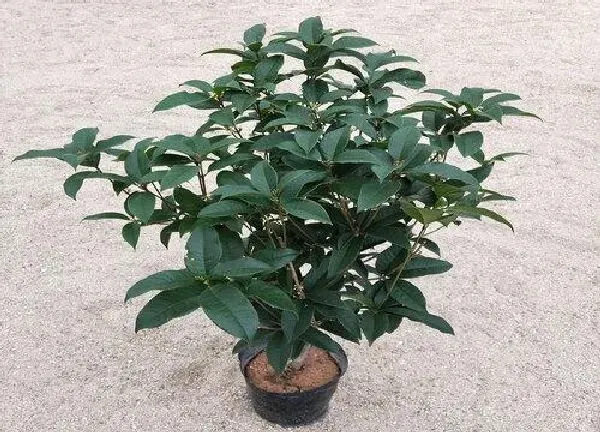 植物浇水|盆栽桂花怎么浇水方法