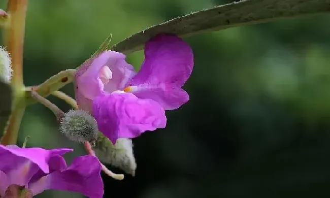 植物寓意|凤仙花的寓意和象征含义（凤仙花象征着什么意义）