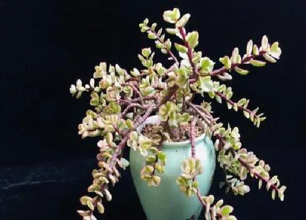 植物浇水|雅乐之舞怎么浇水方法