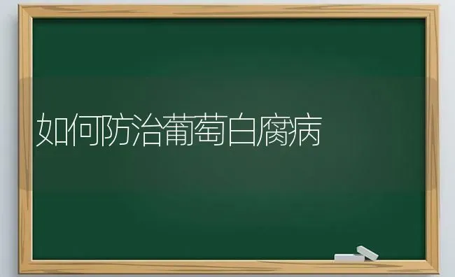 如何防治葡萄白腐病 | 瓜果种植