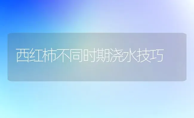 西红柿不同时期浇水技巧 | 蔬菜种植