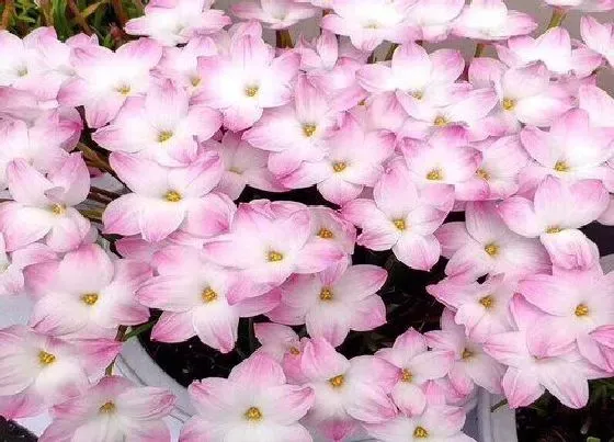 开花时间|韭菜兰花一年开几次花