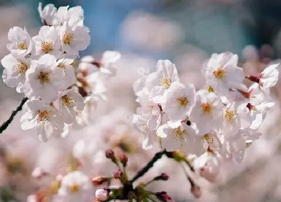 花卉百科|春天开的花有哪些（花名） 春季里的花有什么花