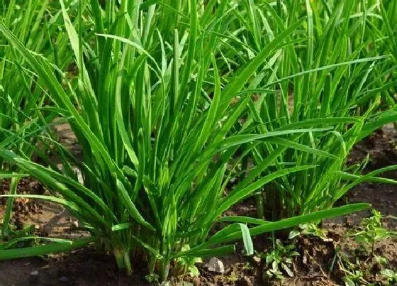 植物播种|韭菜籽什么时候播种合适