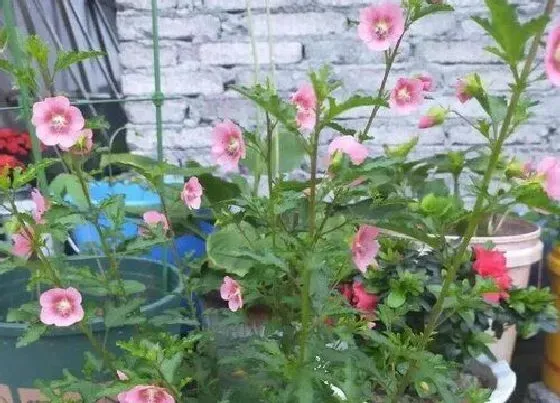 植物百科|木槿花又叫什么花