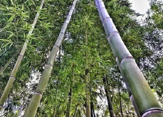 种植管理|门前可以种竹子吗