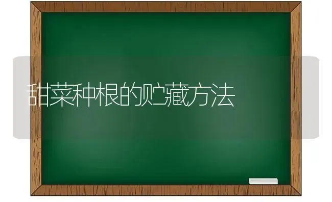 甜菜种根的贮藏方法 | 蔬菜种植