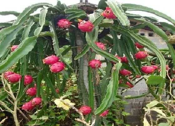 种植管理|火龙果几月份种植最好 什么季节栽最好