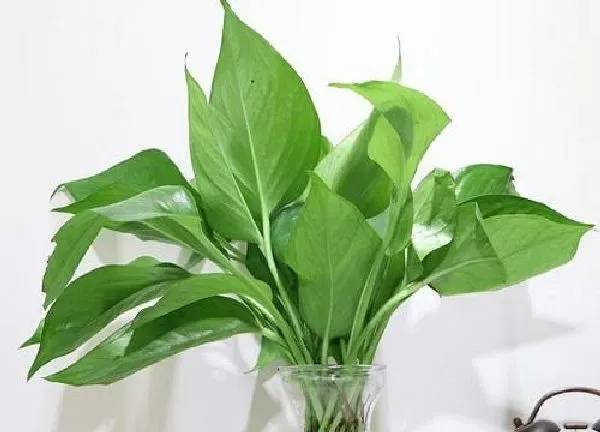 植物扦插|绿萝什么时候扦插最好 几月扦插易生根