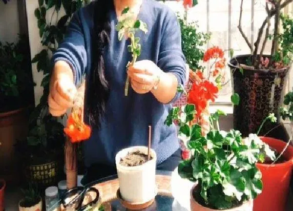 植物扦插|天竺葵的扦插方法和时间 如何扦插天竺葵成活率高