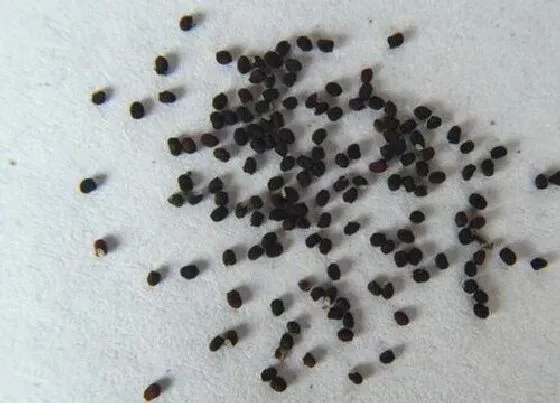 植物播种|仙人掌种子什么时候播种最好