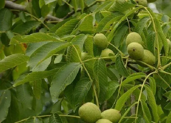 果期管理|核桃几年可以挂果 核桃树种植多久会开花结果