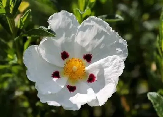 植物寓意|表示拒绝的花 花语是拒绝的花