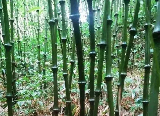 种植管理|竹子的生长周期是多长时间 生长速度快吗