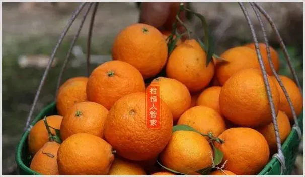 武鲜柑优缺点解析 | 农业技术