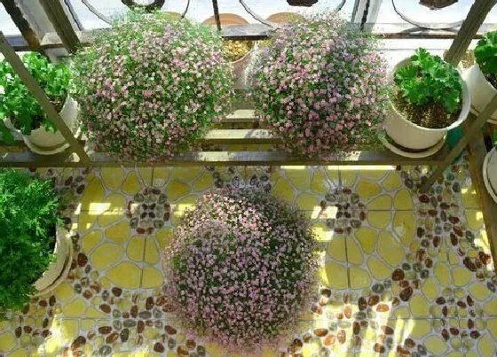 种植位置|满天星可以种在院子里吗