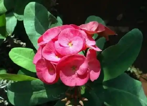 种植管理|虎刺梅打顶时间及方法步骤