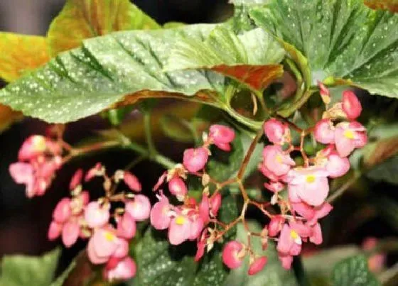植物修剪|麻叶海棠怎么修剪方法