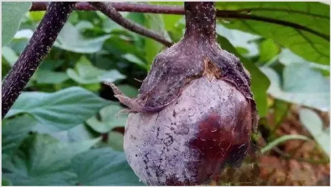 茄子烂果原因分析及防治方法 | 种植病虫害