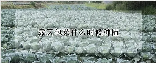 露天包菜什么时候种植 | 耕种资料