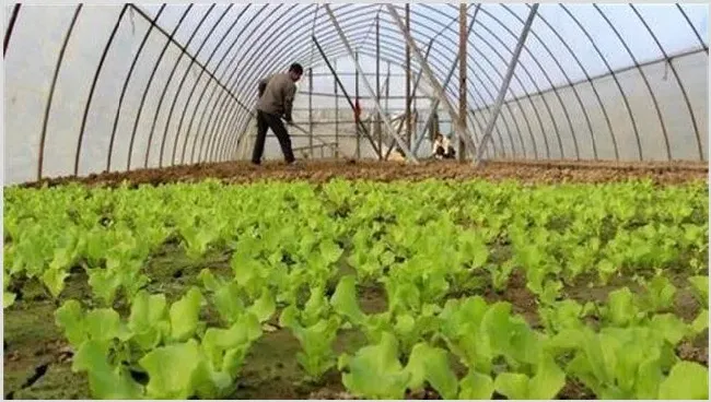 蔬菜使用冲肥注意事项 | 种植技术