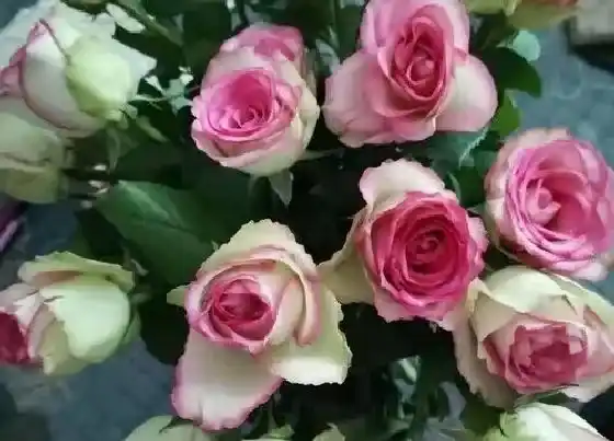 花语|什么花代表我爱你