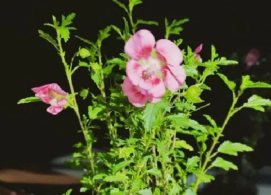植物百科|木槿花又叫什么花