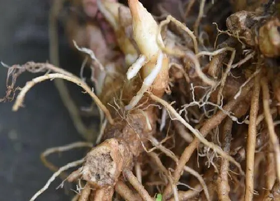 植物百科|阳河是什么植物类别