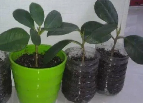 植物生根|榕树扦插多久生根发芽 怎么扦插成活率高