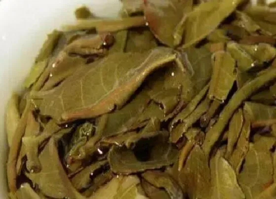 植物施肥|普洱茶渣可以做肥料吗