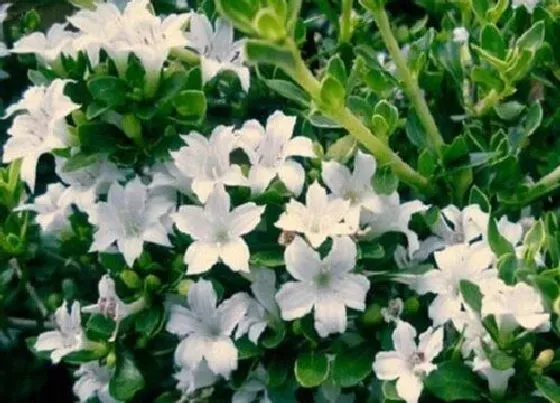 植物修剪|六月雪什么时候剪枝合适