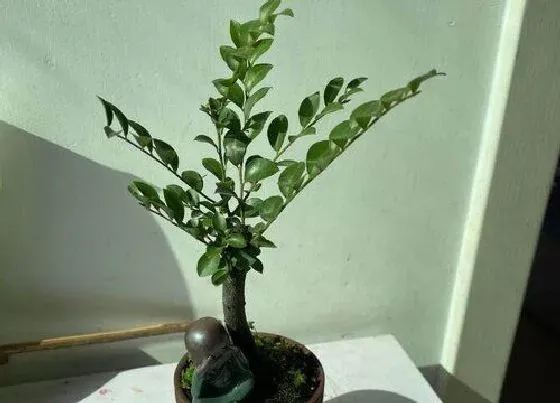 植物百科|小叶紫檀盆景开花吗 开花什么样子