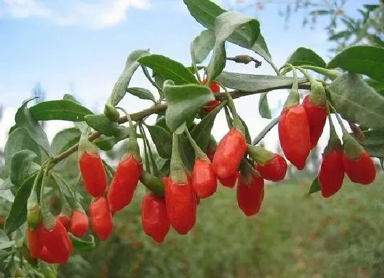 果实科普|枸杞几月开花结果 什么时候开花结果