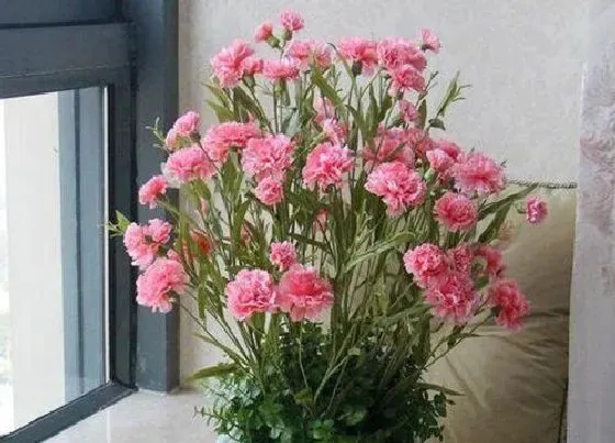 开花时间|麝香石竹一年开几次花