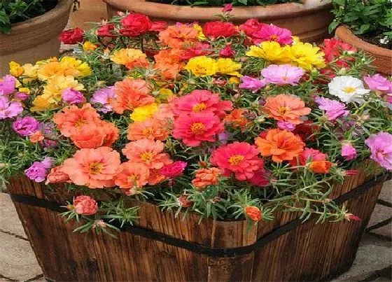 冬天植物|太阳花怕冻吗 能放室外过冬吗