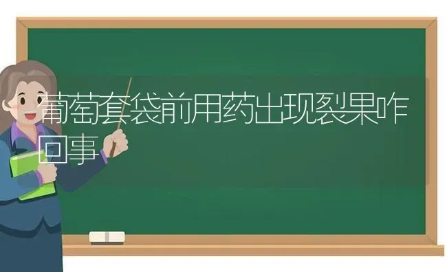 葡萄套袋前用药出现裂果咋回事 | 瓜果种植