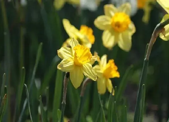 花朵诊疗|水仙花催花时间和方法