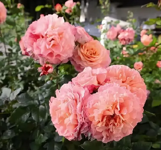 植物百科|奥古斯塔路易斯月季是灌木吗（能长多高，花期耐热耐晒吗）